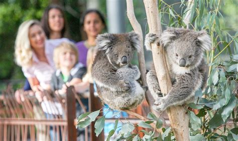 Top 8 Melbourne Zoos and attractions for Animal Encounters - Maperz