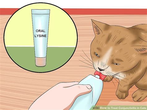 How to Treat Conjunctivitis in Cats: 11 Steps (with Pictures)