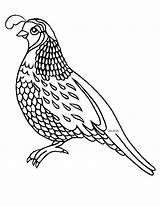 Quail Printable Coloring Page sketch template