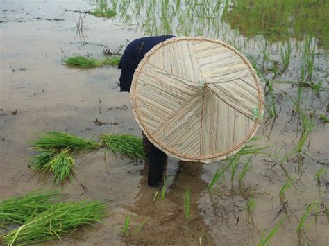 Planting rice by hand stock image. Image of grass, food - 308910499