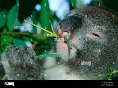 Koala eating Eucalyptus leaves Australia Stock Photo - Alamy