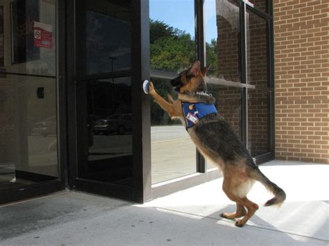 Big German Shepherds: German Shepherd Service Dogs