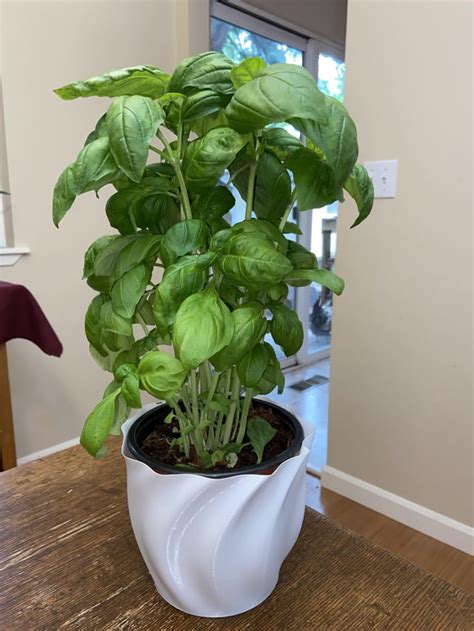 A 3d printed a pot just to hold my Trader Joe’s basil plant : r/traderjoes