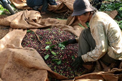 Coffee growers in Vietnam seen reaping bigger crop | Business | Thanh Nien Daily