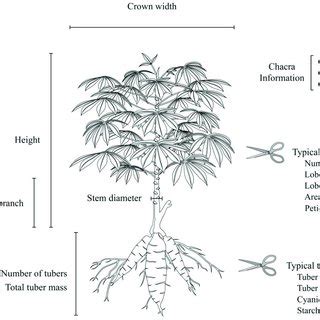 Plant phenotypes. Plants were measured with respect to 15 phenotypes.... | Download Scientific ...