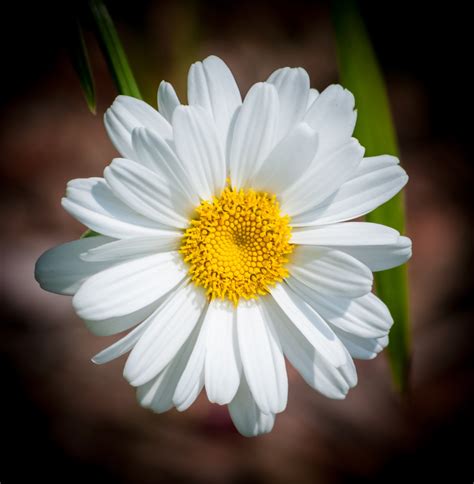 White Daisy Flowers