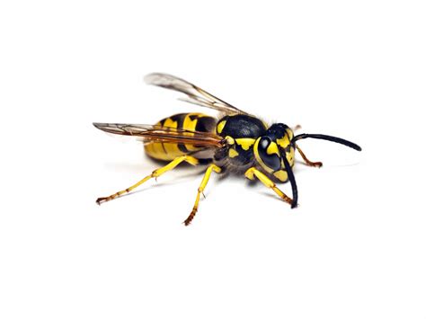 Wasp venom (Hypenoptera venom) - Buy wasp venom