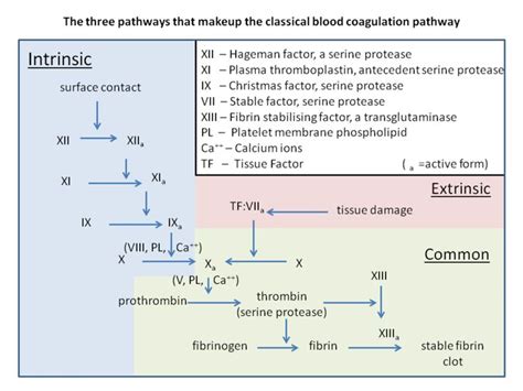 351 best images about Coagulation/Hematology on Pinterest | Medical ...