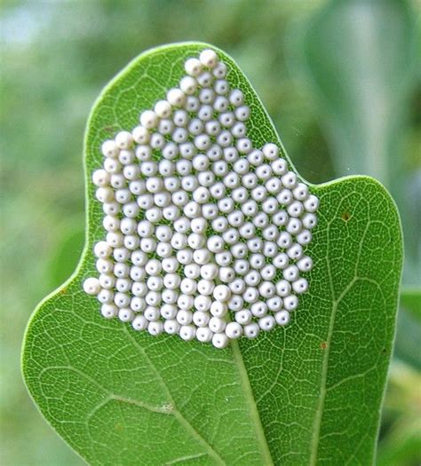 Butterfly Eggs On Leaf - Butterfly Mania Info