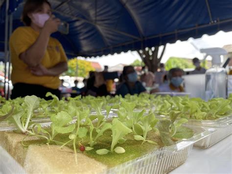 Hydroponic vegetable gardening