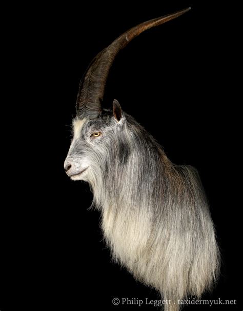 Wild Goat - Straight Mount - Taxidermy UK