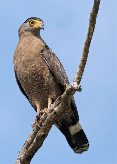 Crested Serpent Eagle (Spilornis cheela) | Beautiful birds, Exotic ...