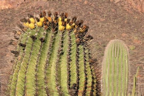 Desert Mexican Landscapes stock photo. Image of blooming - 5102628