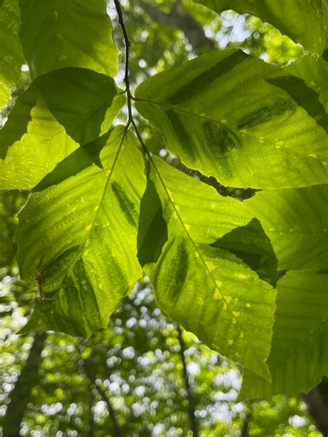 Pest Alert: Beech Leaf Disease - Natural Tree