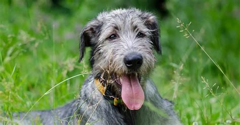 People Are Posting Hilarious Photos Of Their Irish Wolfhounds, And It's Crazy How Large They Are ...