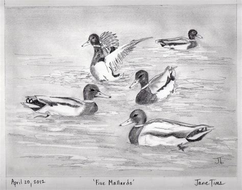 Mallard Duck Pencil Drawing at PaintingValley.com | Explore collection of Mallard Duck Pencil ...