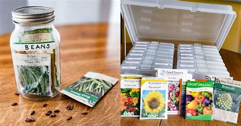 Seed Storage: Top Tips For Storing Seeds at Home