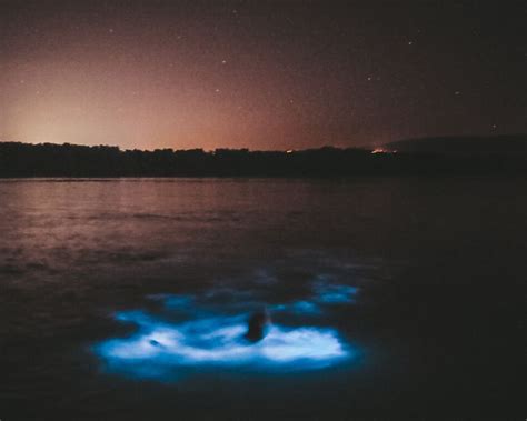 20+ Best Places to See Bioluminescence around the World