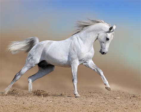 Hermoso caballo pura sangre en color blanco white horse | Horses, Beautiful horses, White ...