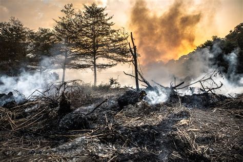 Snack Time for Predators! 6 Weird Ways Wildfires Affect the Forest | Live Science