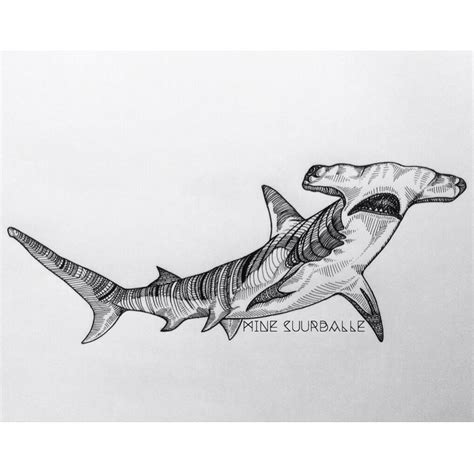 Hammerhead Shark | Tegning