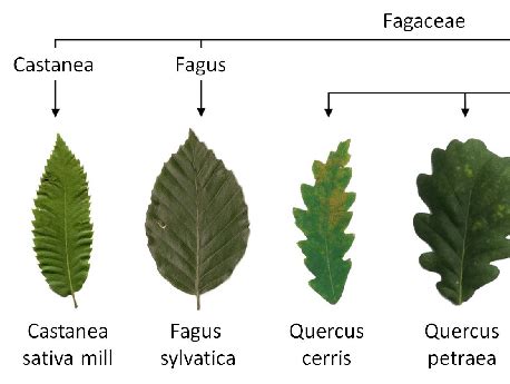 High variance within the leaf species of the family Fagaceae, and low ...