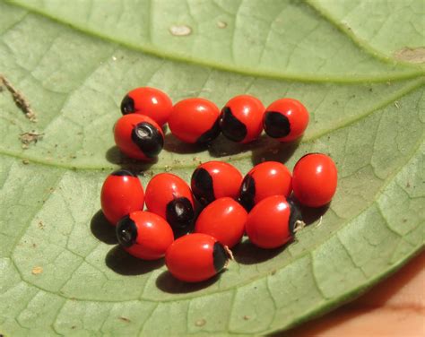 Abrus precatorius (Buddhist Rosary Bead, Crab's Eyes, Indian Bead ...