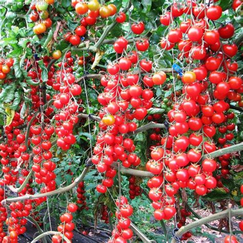 GL Seeds Tomato Vine Grape Heirloom Non GMO: Amazon.ca: Patio, Lawn ...