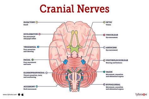 Cranial Nerves (Human Anatomy): Picture, Functions, Diseases, and Treatments