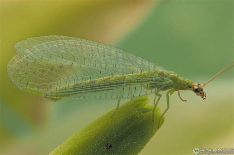 Green Lacewing Insect Macro Photography