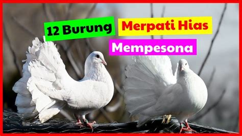 12 Burung Merpati Hias Yang Cocok Anda Pelihara di Rumah