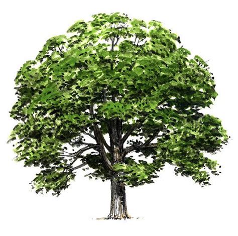 Illinois: State Tree White Oak | Tree, 2021 painting ideas, Tree draw