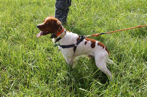 The Brittany Spaniel - BRITTANY SPANIEL CLUB OF ONTARIO