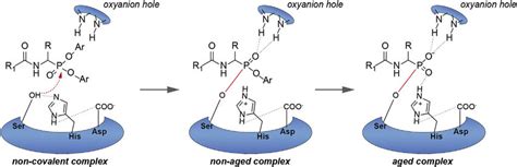 Mechanism of serine proteases inhibition by 1-aminoalkylphosphonate ...