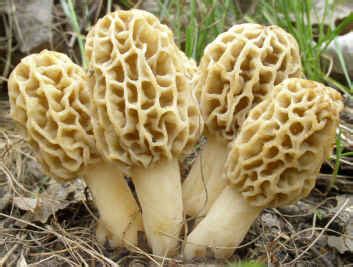 Morel Mushroom Hunting Season is now In Benzie County, Michigan ...