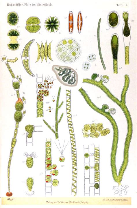 Botanical Algae - Microscope cellular print | Biology art, Biology ...