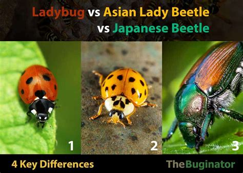 Ladybug vs Asian Lady Beetle vs Japanese Beetle: 4 Differences » The Buginator