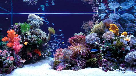 Free download Top One of the most discussed Japanese Reef Tanks ...