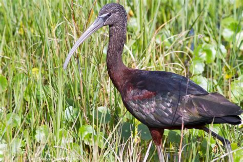 Ann Brokelman Photography: Glossy Ibis - Florida 2015