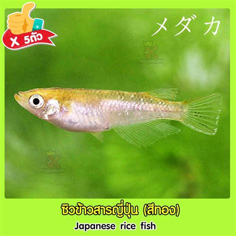 เมดากะ ปลาซิวข้าวสารญี่ปุ่น (Japanese rice fish) สีทอง ปลาตู้ไม้น้ำ สีทองสวย เลี้ยงง่าย คัดเกรดA ...