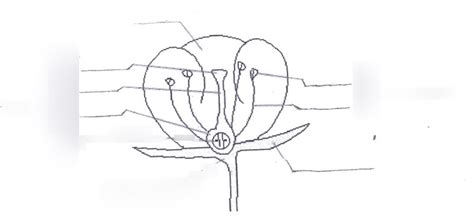 Diagram of Sexual Reproduction in Plants | Quizlet