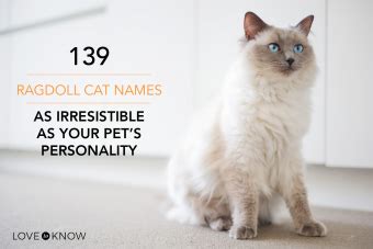 139 Ragdoll Cat Names as Irresistible as Your Pet's Personality ...