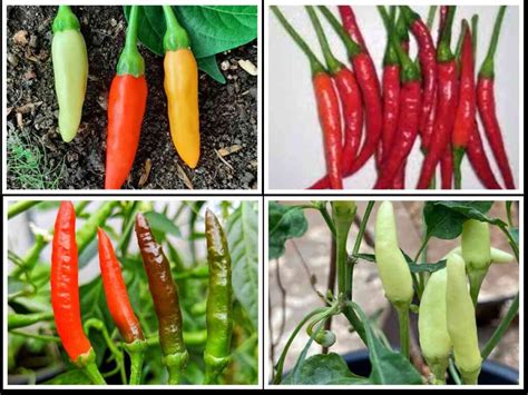 An Overview of Different Chilli Pepper Cultivars – Chilli Blossom Farm