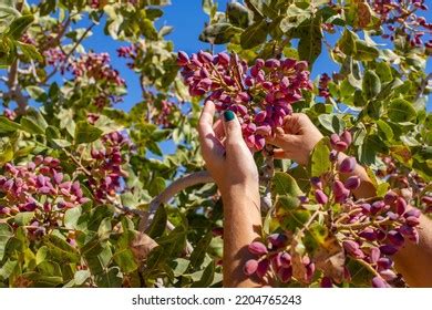 3,100 Garden pistachio Images, Stock Photos & Vectors | Shutterstock