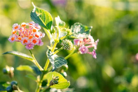 Lantana Flower · Free Stock Photo