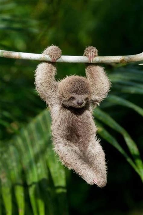 BlazePress - The most popular posts on the internet. | Rainforest animals, Cute baby sloths ...