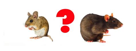 What's The Difference Between Mice and Rats?