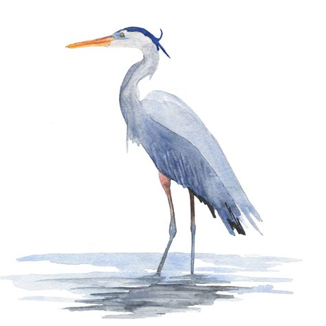 Great Blue Heron Print, Coastal Wall Art, from an Original Watercolor ...