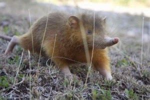 Almiquí de Haití (Solenodon paradoxus) ~ Naturaleza Insólita