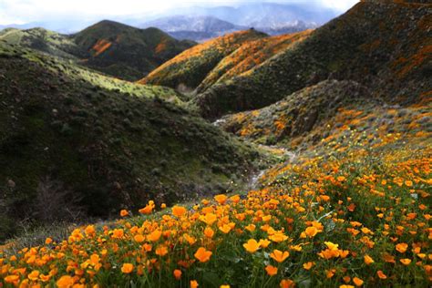 California Desert Comes Alive With Wildflower 'Superbloom'